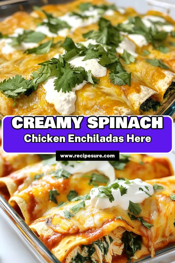 Indulge in these creamy spinach chicken enchiladas that are not only delicious but also easy to make! This easy chicken enchiladas recipe is packed with shredded chicken, fresh spinach, and rich ricotta cheese, all wrapped in corn tortillas and baked with a cheesy topping. Drizzle with sour cream for an extra flavor boost. Perfect for family dinners! Save this cheesy spinach enchiladas recipe now! #Enchiladas #ChickenRecipes #Foodie #EasyDinnerIdeas